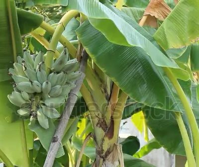 stock-footage-banana-tree-a-banana-tree-with-a-large-harvest-of-green-bananas-surrounded-by-tropical-foliage_4.jpeg